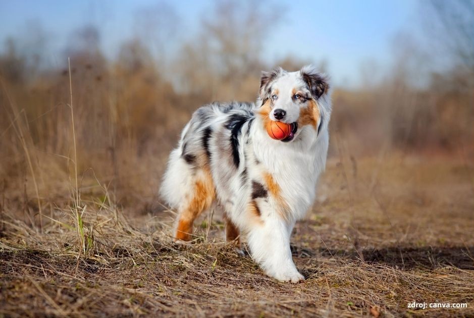 australsky ovciak pes